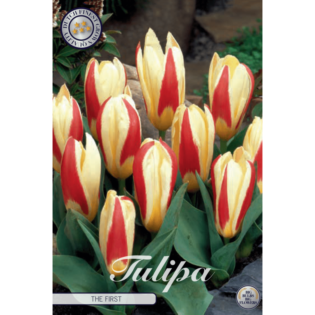 Tulpan The First 7-pack